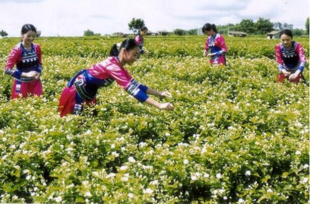 橫縣,茉莉花文化節(jié)