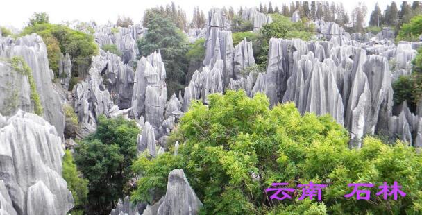 云南,石林,旅游,北海旅行社