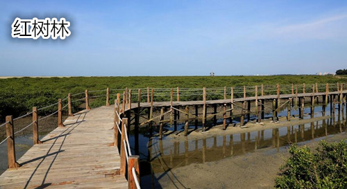 暑假到北海旅游,廣西北海旅行社,