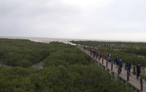 北海紅樹林趕海,廣西北海旅游,