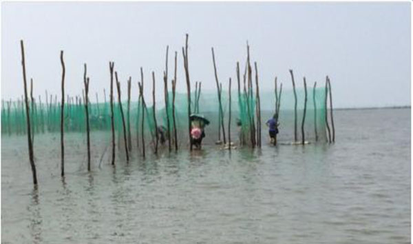 北海紅樹林趕海,廣西北海旅游,