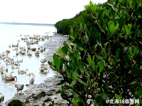 北海海鴨蛋,北海旅游特產(chǎn)