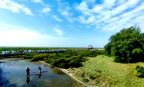 北海紅樹林,北海旅游景點