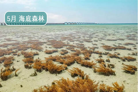 北海潿洲島旅游攻略