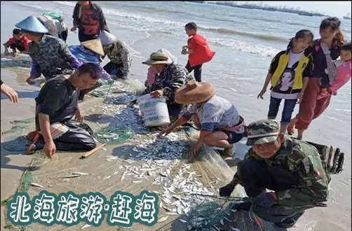 北海,趕海,一般,幾點,去,